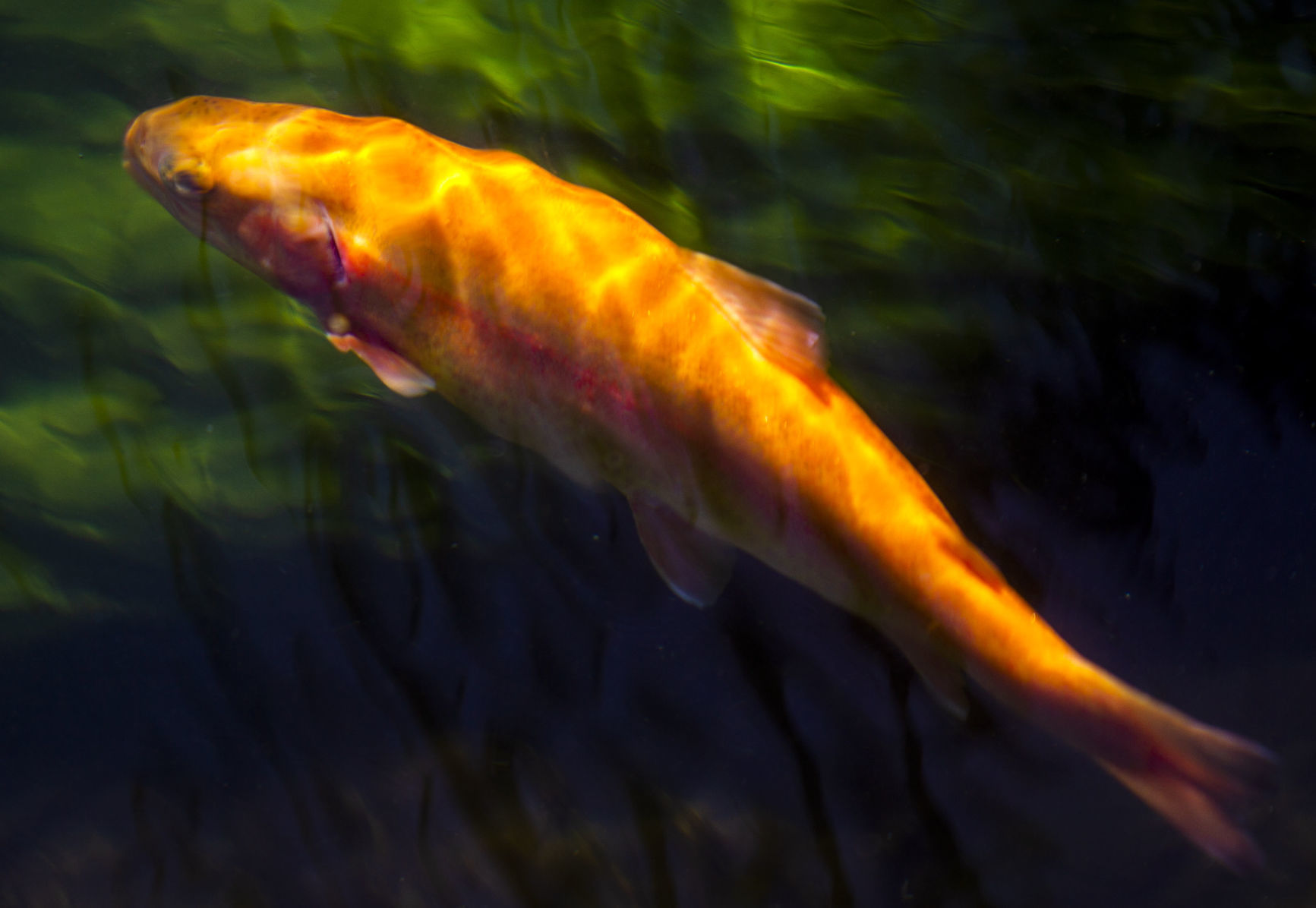 Aquaculture water